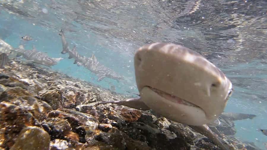 Sal Island: Shark Bay Experience from Santa Maria - What the hour with the sharks is really like