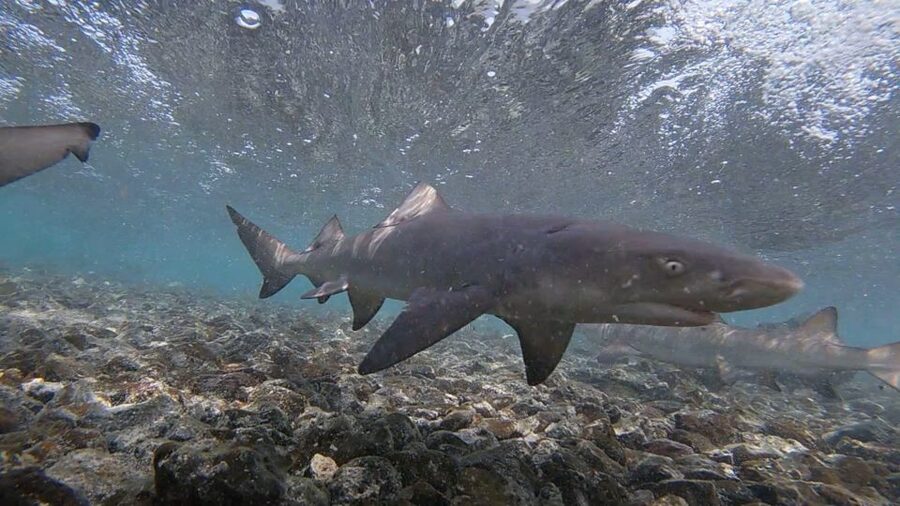 Sal Island: Shark Bay Experience from Santa Maria - The guides make the short visit worthwhile