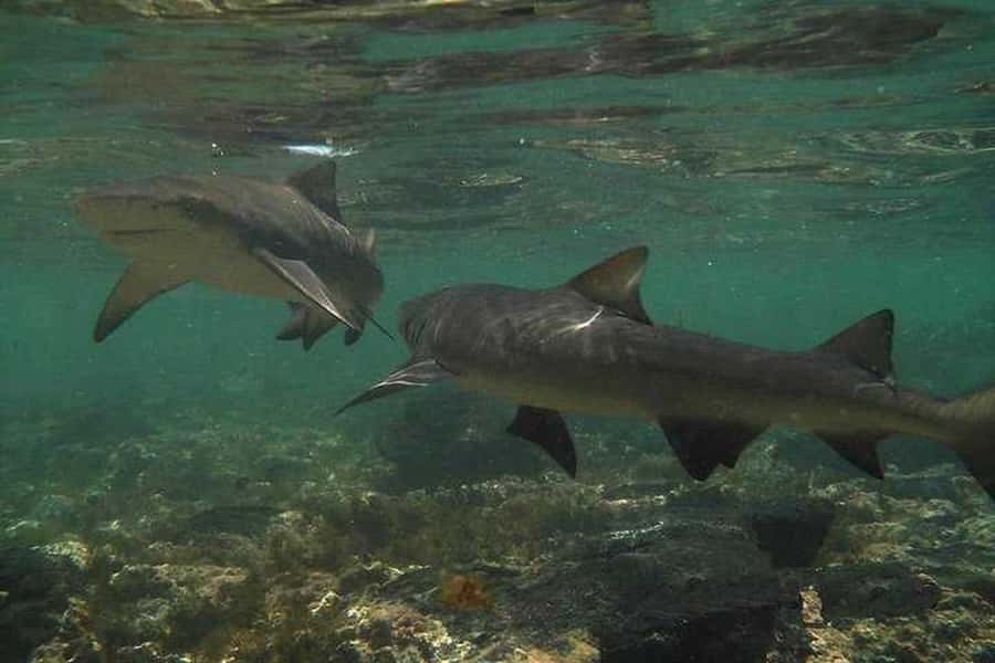 Sal Island: Shark Bay Experience from Santa Maria - Best time to choose this activity