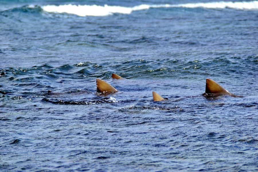 Sal Island: Shark Bay Experience from Santa Maria - Who should book this Shark Bay experience?