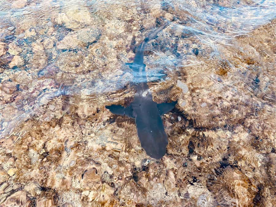 Sal: Salt Lake Tour, Shark Bay and Pedra de Lume Village - My verdict on the guide service