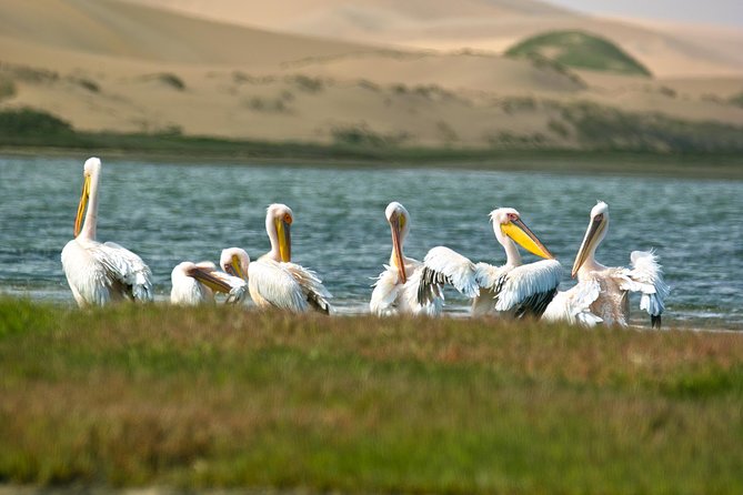 Sandwich Harbour Half-Day 4x4 Tour (5 hours) from Walvis Bay - Wildlife surprises between the salt and sand