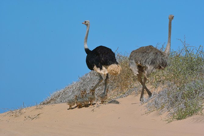 Sandwich Harbour Half-Day 4x4 Tour (5 hours) from Walvis Bay - Lunch, refreshments, and what to confirm