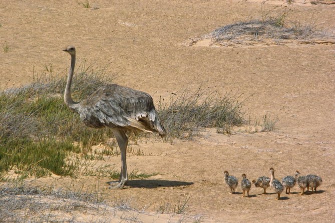Sandwich Harbour Half-Day 4x4 Tour (5 hours) from Walvis Bay - The guides are a major part of the value