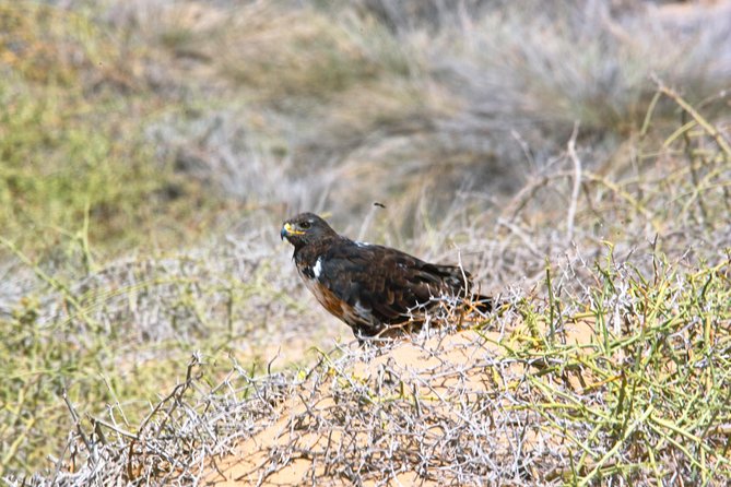 Sandwich Harbour Half-Day 4x4 Tour (5 hours) from Walvis Bay - Starting at Walvis Bay Lagoon