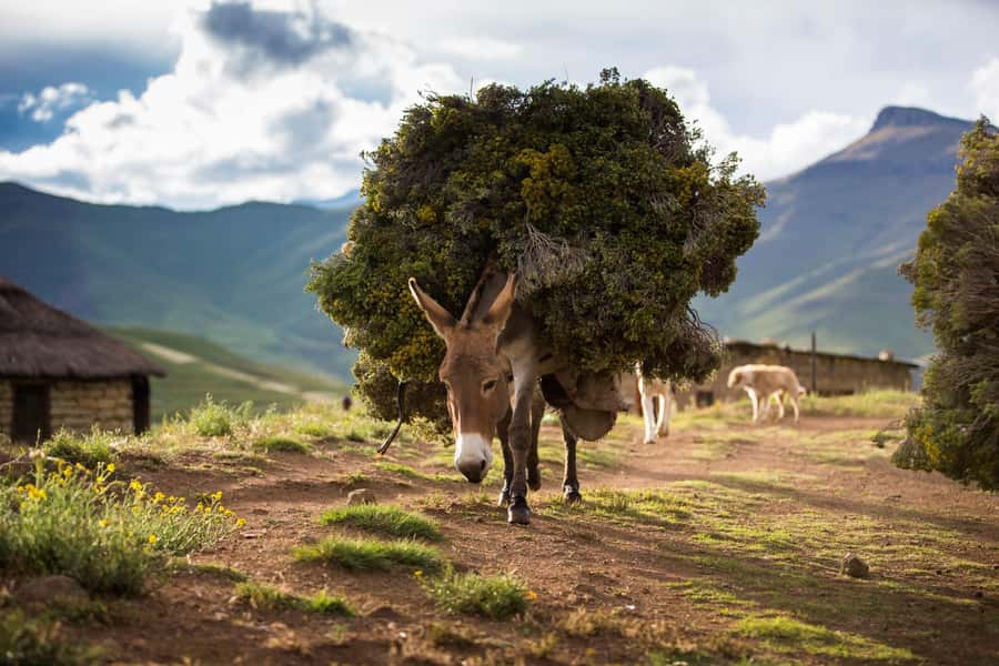 Sani Pass Day Tour from Underberg - Key points to know before you go