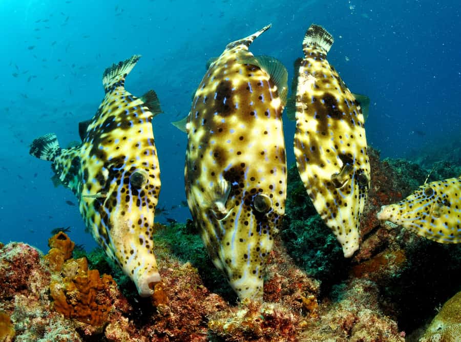 Santa Maria: Discover Scuba Diving - Key points to know before booking