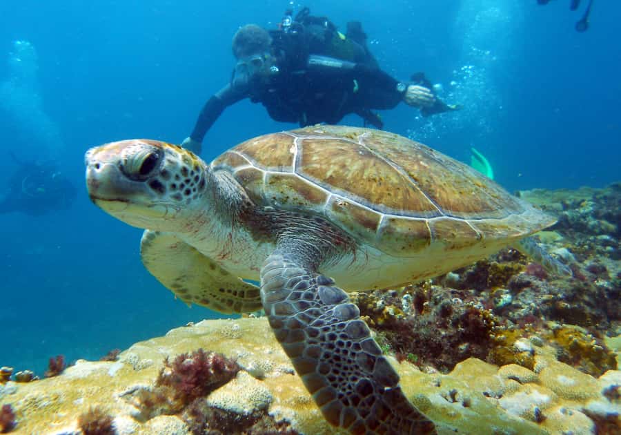Santa Maria: Discover Scuba Diving - Seeing Sal beneath the surface