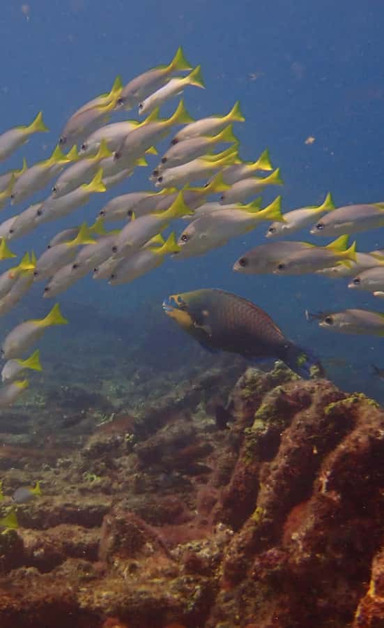 Santa Maria: Guided Snorkeling and Reef Tour - What you may see below the surface