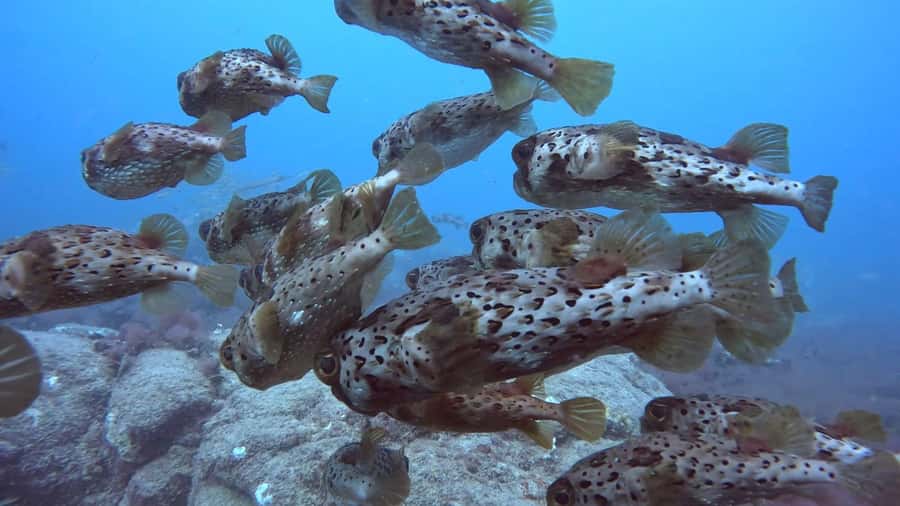 Santa Maria: Guided Snorkeling and Reef Tour - Is $44 good value?