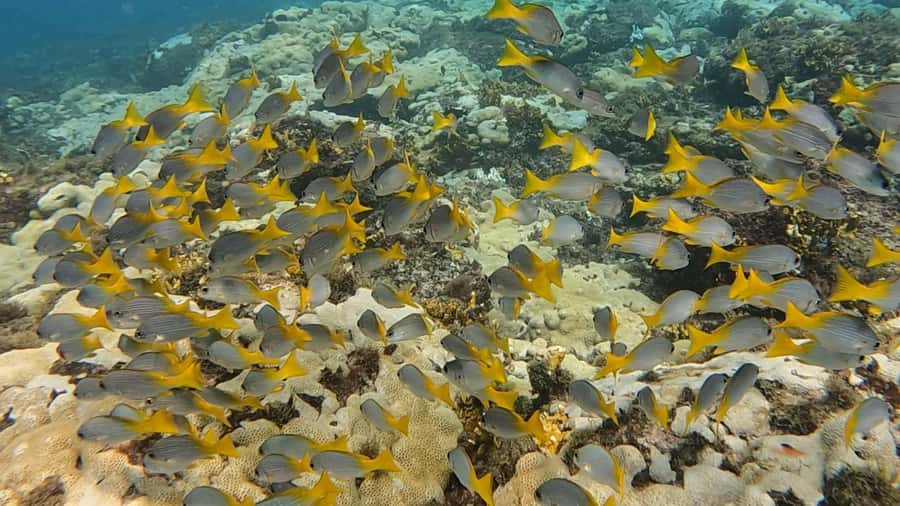Santa Maria: Guided Snorkeling and Reef Tour - Who will enjoy this most?