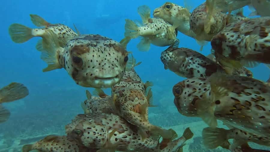 Santa Maria: Guided Snorkeling and Reef Tour - Should you book the Santa Maria snorkeling tour?