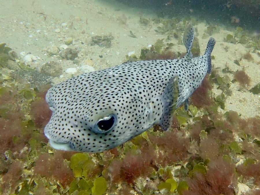 Santa Maria: Guided Snorkeling and Reef Tour - FAQ