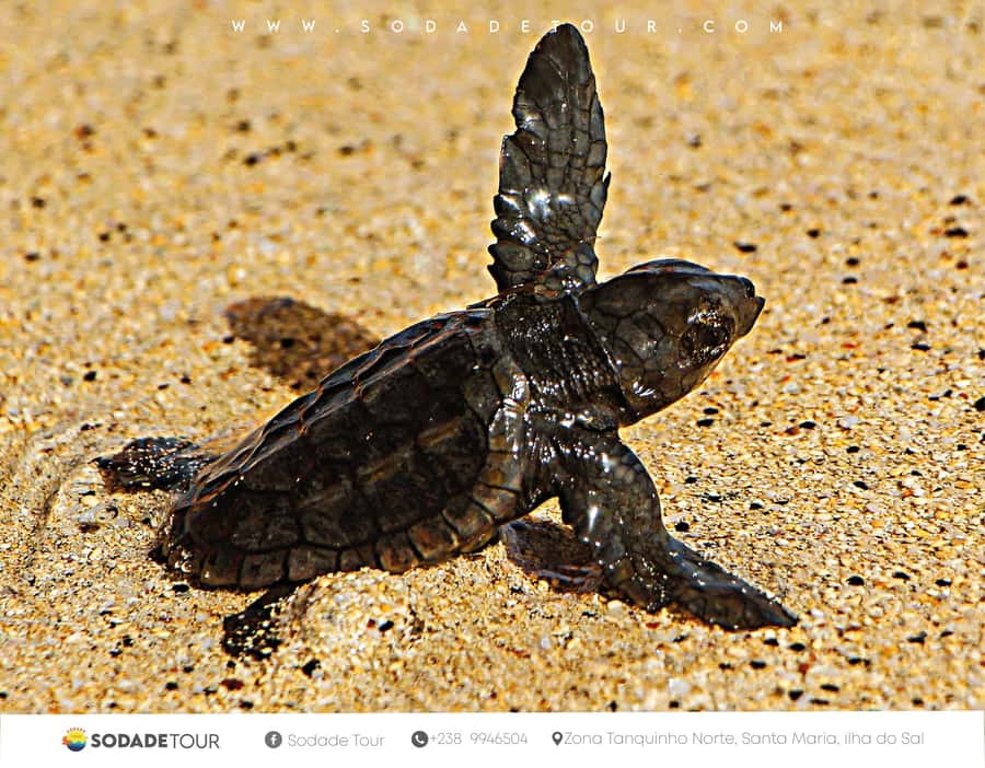Santa Maria: Sal Island Sea Turtle Watching Experience - From Santa Maria to a quiet beach