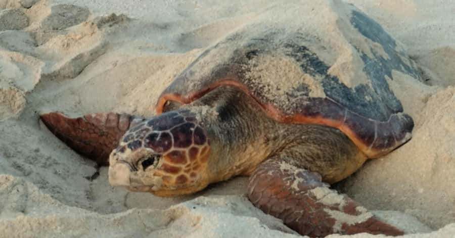 Santa Maria: Sal Island Sea Turtle Watching Experience - Waiting at Kite Beach after dark
