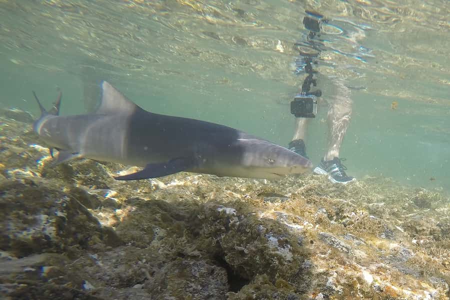 Santa Maria: Salt Mine, Natural Pool, and Shark Bay Tour - Lemon Shark Bay, the day’s big thrill