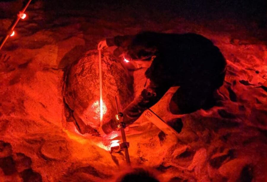 Santa Maria: Sea Turtle Watching Experience on Sal Island - Key points to know before booking