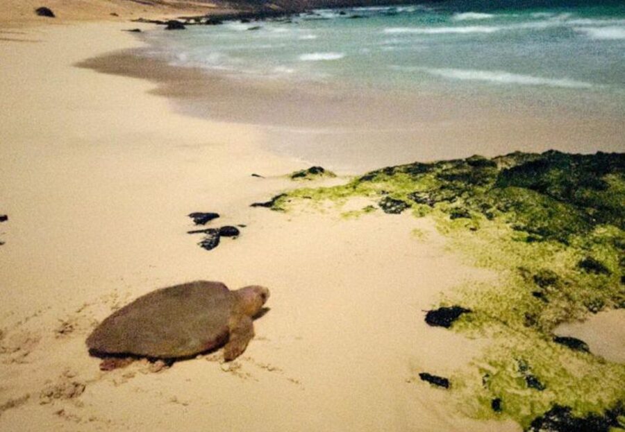Santa Maria: Sea Turtle Watching Experience on Sal Island - Should you book the Sal turtle watching experience?