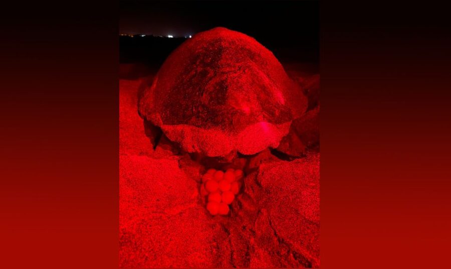 Santa Maria: Sea Turtle Watching Experience on Sal Island - Leaving Santa Maria after dark