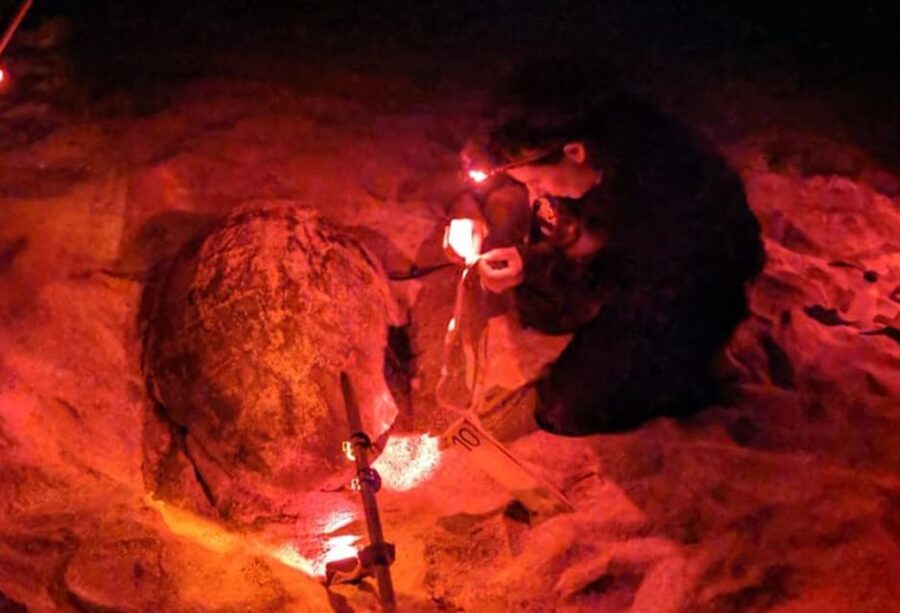 Santa Maria: Sea Turtle Watching Experience on Sal Island - Learning how Cape Verde’s turtles nest