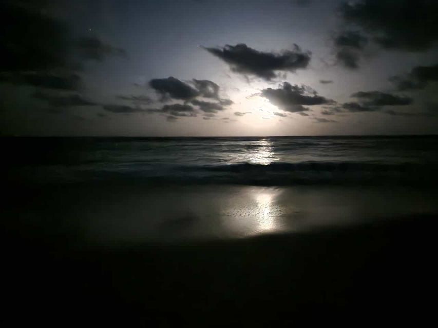 Santa Maria: Sea Turtle Watching Experience on Sal Island - Watching a turtle approach the shore