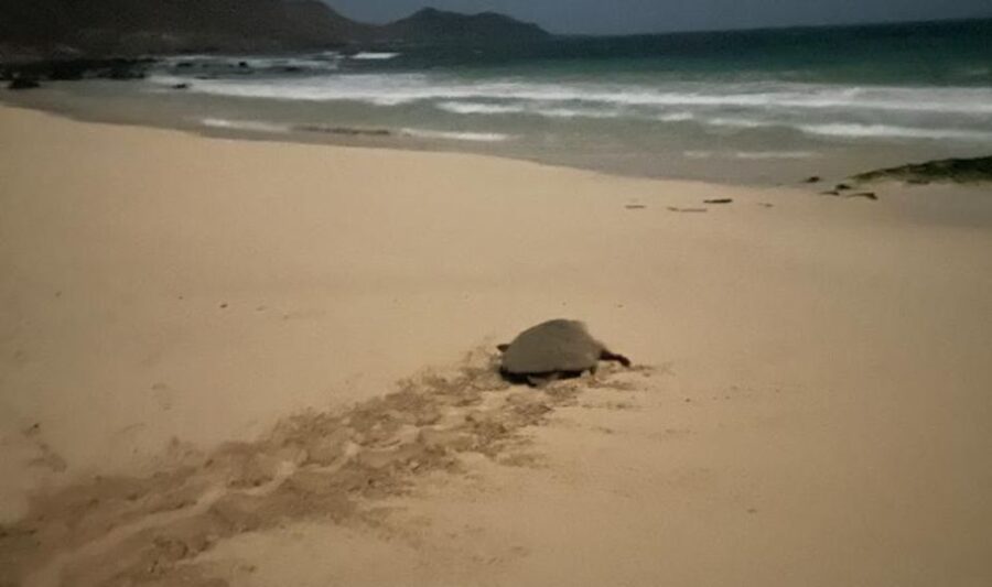 Santa Maria: Sea Turtle Watching Experience on Sal Island - Who will enjoy this night on Sal?