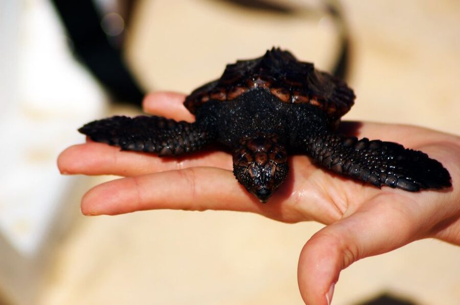 Santa Maria: Sea Turtle Watching Experience on Sal Island - A quiet beach and a short walk over sand