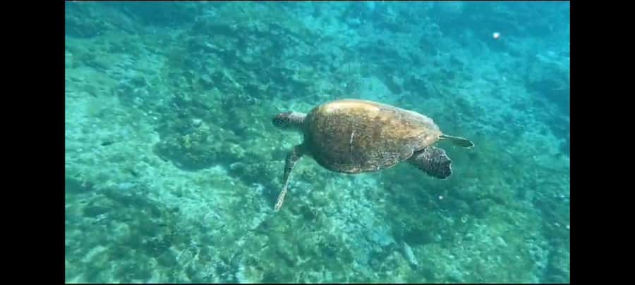 Santa Maria: Snorkeling Boat Tour - From the Santa Maria pier to the water