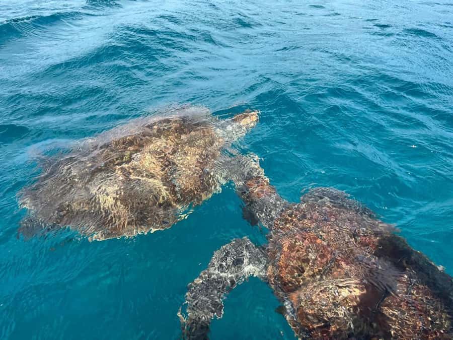 São Vicente: Snorkel with Sea Turtles Adventure - Why São Pedro is the right setting for turtle snorkeling