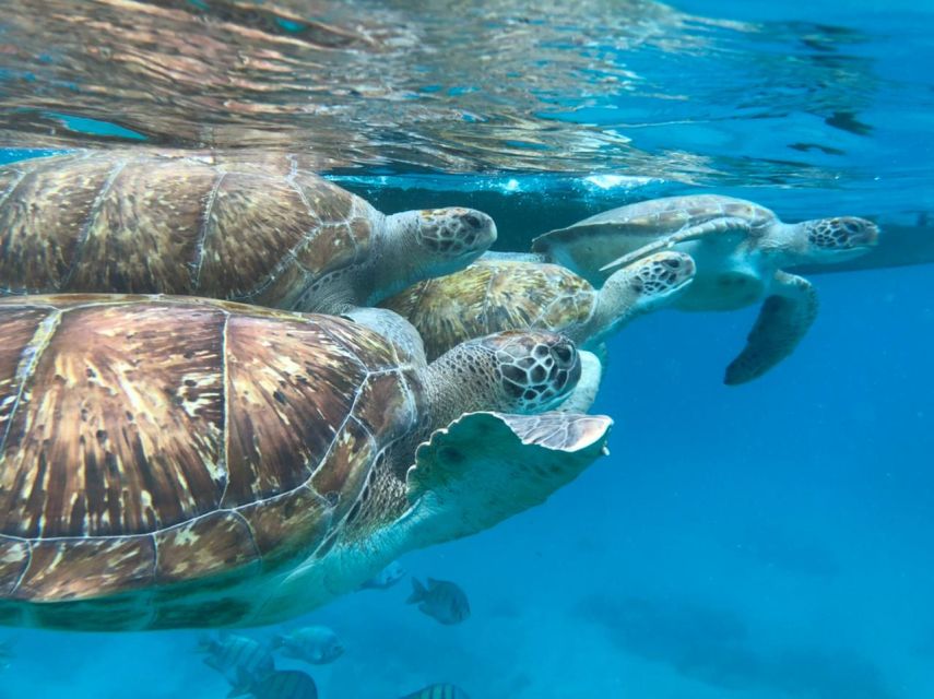 São Vicente: Snorkel with Sea Turtles Adventure - Is $70 a fair price?
