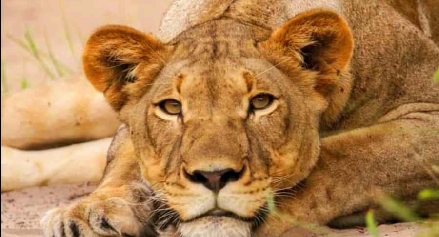 Schotia Safaris: Best Wildlife Encounters in Port Elizabeth - What you may see at Schotia