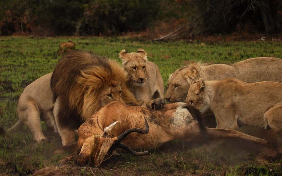 Schotia Safaris: Best Wildlife Encounters in Port Elizabeth - The guide makes the difference