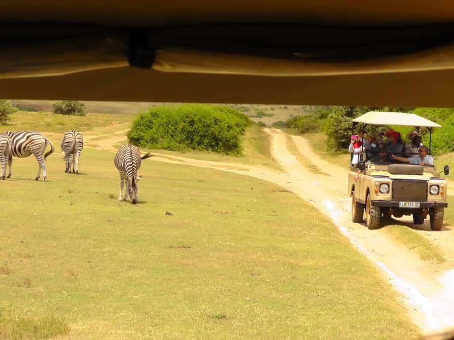 Schotia Safaris: Best Wildlife Encounters in Port Elizabeth - Expect a rough ride in places