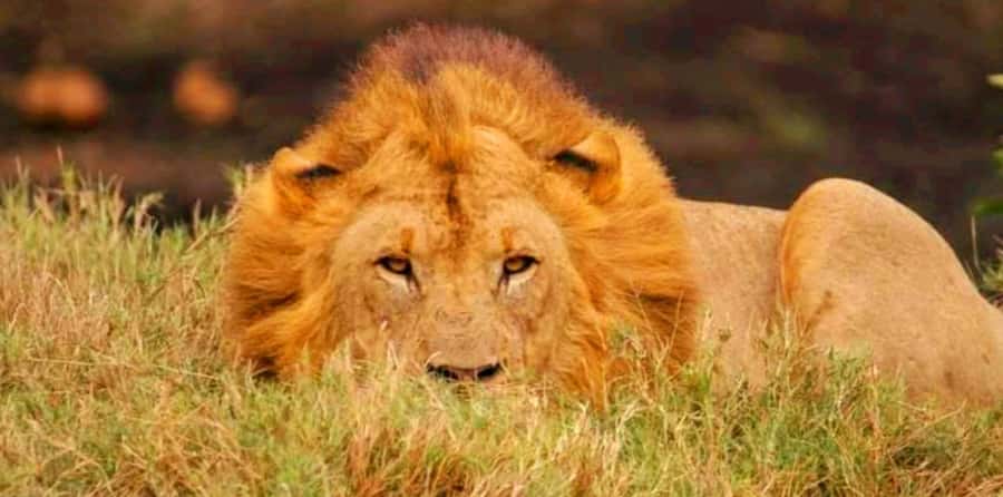 Schotia Safaris: Best Wildlife Encounters in Port Elizabeth - A simple bush refreshment stop