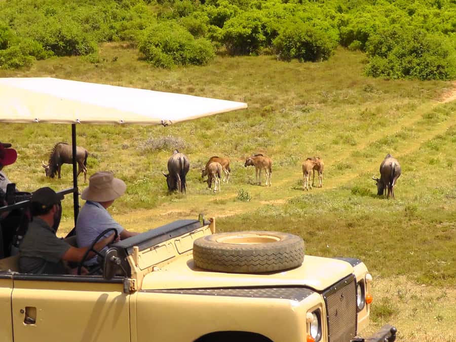 Schotia Safaris: Best Wildlife Encounters in Port Elizabeth - Is $227 a fair price?