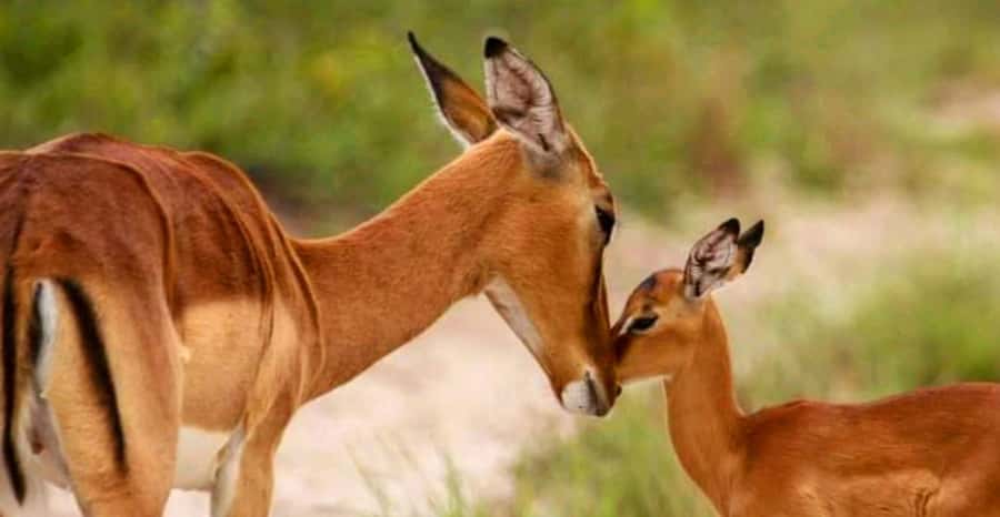 Schotia Safaris: Best Wildlife Encounters in Port Elizabeth - Timing matters on a cruise day