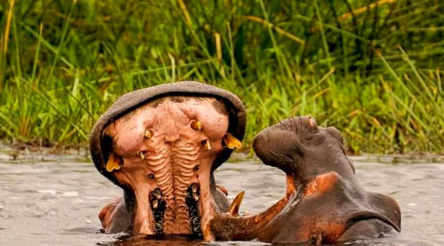 Schotia Safaris: Best Wildlife Encounters in Port Elizabeth - Four hours in an open 4x4