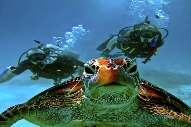 Scuba Diving Full Day Boat Trip for beginners With Lunch & Transfer – Hurghada - The real value of a $24 boat trip
