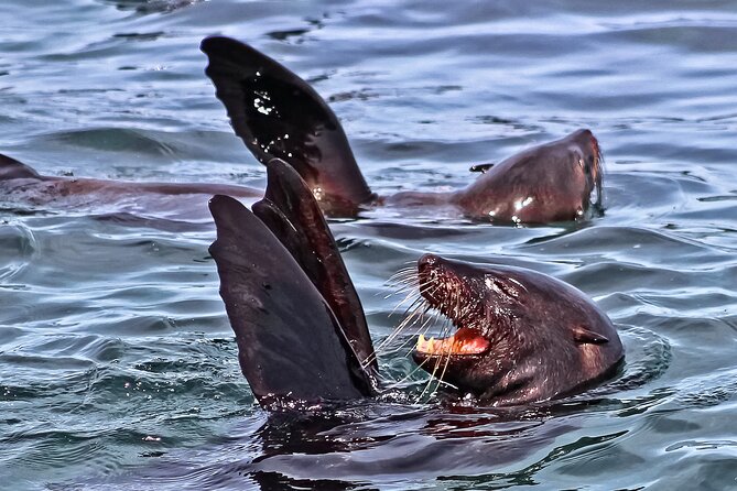 Shark Cage Diving and Viewing with transport from Cape Town - Why this is a full-day Cape Town outing