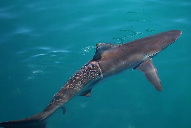 Shark Cage Diving and Viewing with transport from Cape Town - The marine guide adds meaning to the encounter