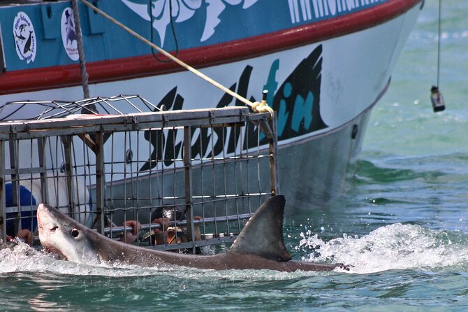 Shark Cage Diving and Viewing with transport from Cape Town - What the $251.05 price includes