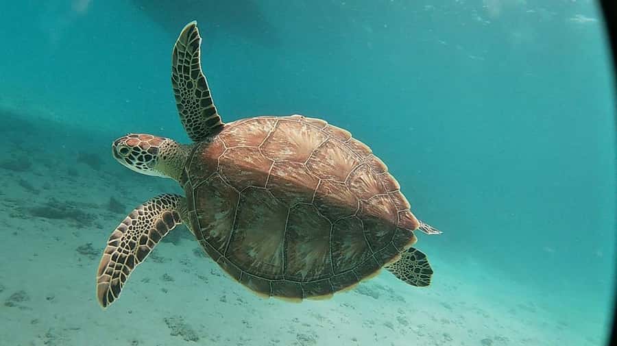 Sharm El Sheikh: Day sail to White island and Ras Mohamed - How the crew shapes the day