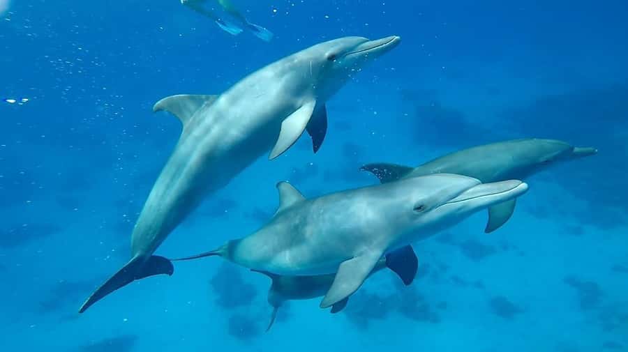 Sharm El Sheikh: Day sail to White island and Ras Mohamed - What the $31 price really gives you