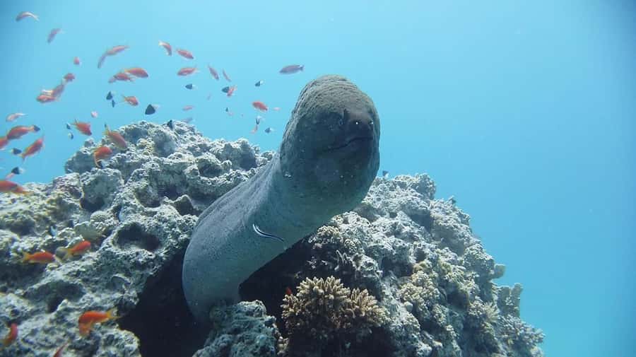 Sharm El Sheikh: Day sail to White island and Ras Mohamed - Who should book this Red Sea day?