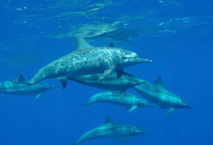 Sharm el-Sheikh: Premium Ras Mohammed & White Island Cruise - White Island: beautiful, bright, and sometimes crowded