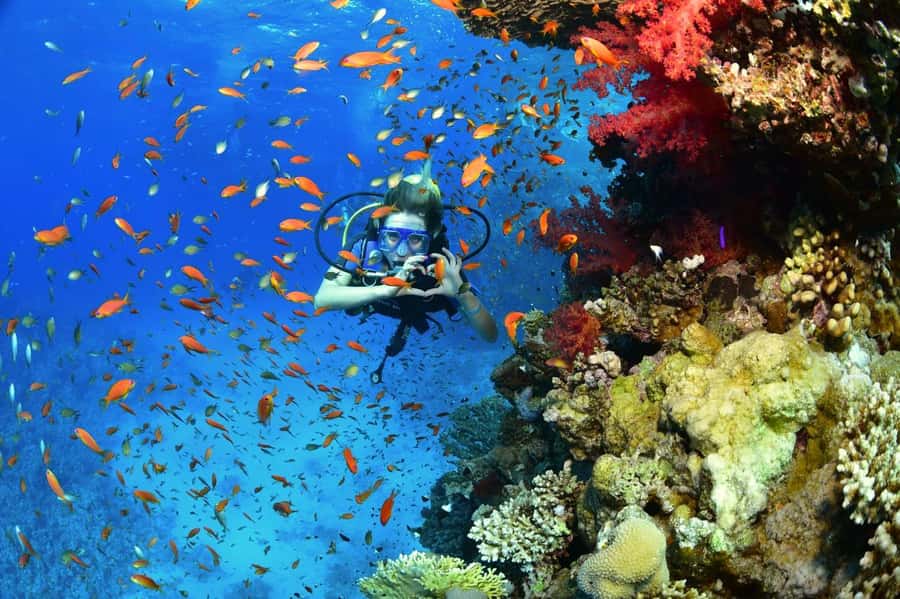 Sharm El Sheikh: Ras Mohamed & White Island Dive & Snorkel - The beginner scuba session at up to 7 meters
