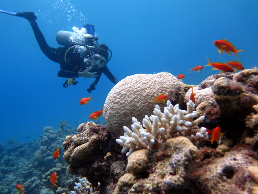 Sharm El Sheikh: Ras Mohamed & White Island Snorkel or Dive - Who should book this Ras Mohamed trip?