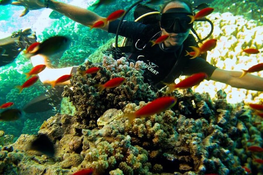 Sharm El Sheikh: Ras Mohamed & White Island Snorkel or Dive - White Island and the pause between water activities