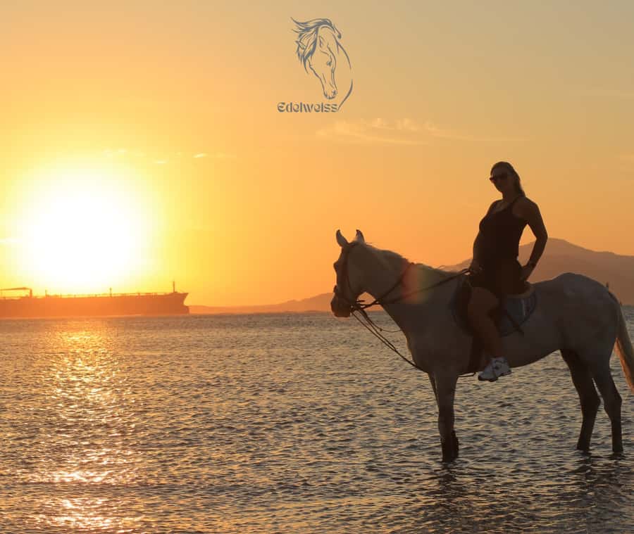 Sharm El Shiekh: Beach and City Desert Horse Riding Tour - From Edelweiss Center to the open ground