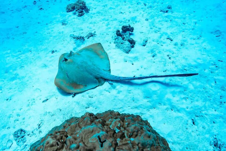 Sister, Coco, and Felicite Island: Seychelles Catamaran Tour - Coco Island offers the classic tropical scene